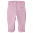 Begonia Pink